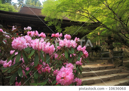 Kisakusa和Muroji寺廟 Kisakusa和Muroji寺廟 10636068