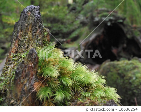 屋久島的苔蘚 屋久島的苔蘚 10636254