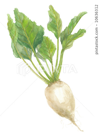 天才甜菜 10636312