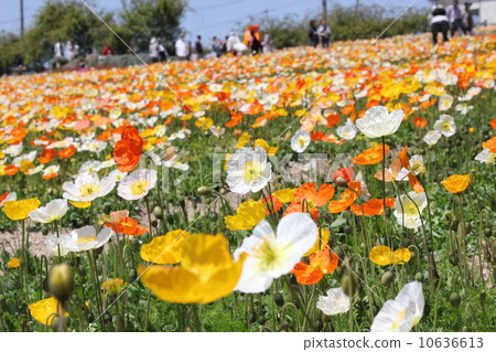 Poppy garden 10636613