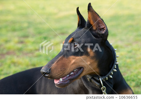 基於草坪的短毛獵犬 基於草坪的短毛獵犬 10636655