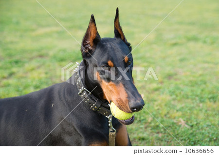 基於草坪的短毛獵犬 基於草坪的短毛獵犬 10636656