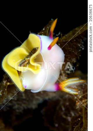 Elephant pelagicus during laying Elephant pelagicus during laying 10636675