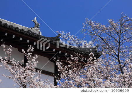 Shachihoko and cherry blossoms 10636699