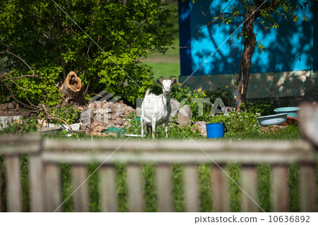 white goat eating grass at countryside yard 10636892