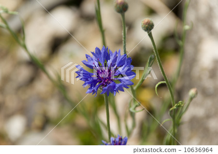 矢車菊 10636964