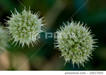 Green onion shaved Green onion shaved 10637005