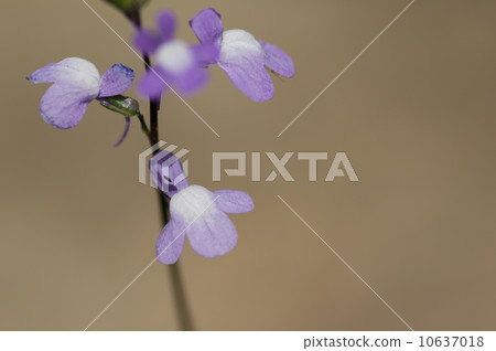 Matsubaun Run 10637018