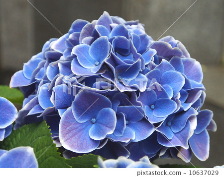 繡球花·蒂沃利藍色 繡球花·蒂沃利藍色 10637029