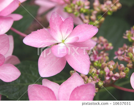 Hydrangea · Dance Party 10637031