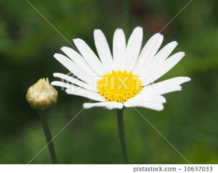 瑪格麗特切爾西女孩 瑪格麗特切爾西女孩 10637033