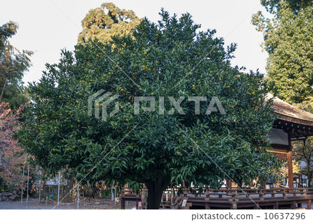 Hirano Shrine right botanical Hirano Shrine right botanical 10637296
