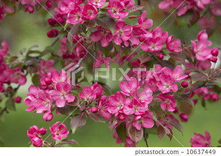 Branch of Blooming Apple Tree 01 10637449