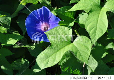 牽牛花 10638441