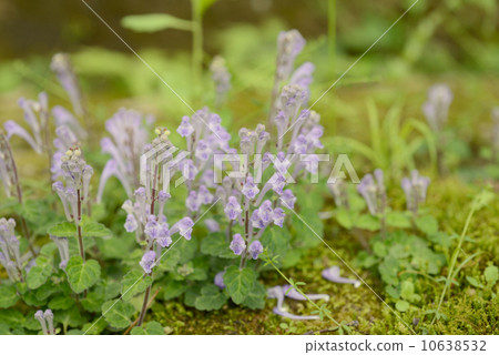 Skullcap 10638532