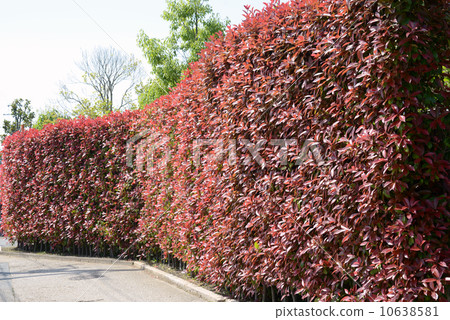 Red Robin's hedge 10638581
