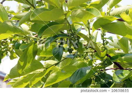 柿子花蕾 10638635