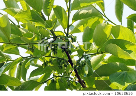 Persimmon flower bud - Stock Photo [10638636] - PIXTA