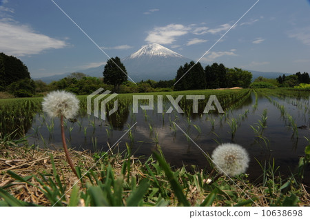 Dandelion and Mt. Fuji Dandelion and Mt. Fuji 10638698