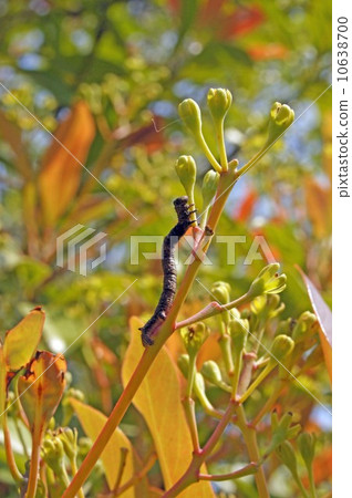 Insects in Tubuki Insects in Tubuki 10638700