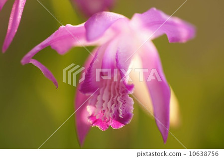 矽烷花 矽烷花 10638756