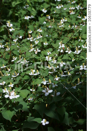 Rakusuku Dokudami The name is scary, but the flowers are cute. 10638779