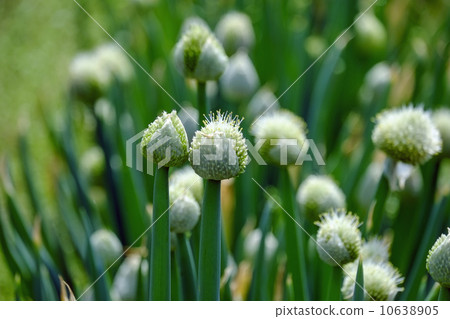 stock photo: fresh green onion