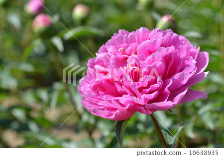 White flowers 10638935