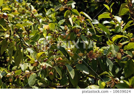 Calata Neo Gata 10639024