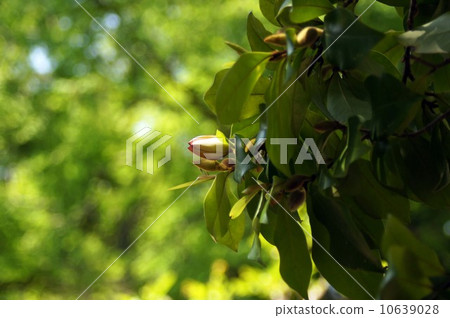 Calata Neo Gata 10639028