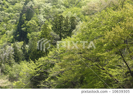 清新的青山 清新的青山 10639305