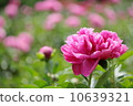 Peony powder peony 10639321