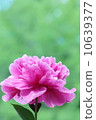 Peony powder peony 10639377