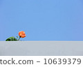 Rose rose 10639379