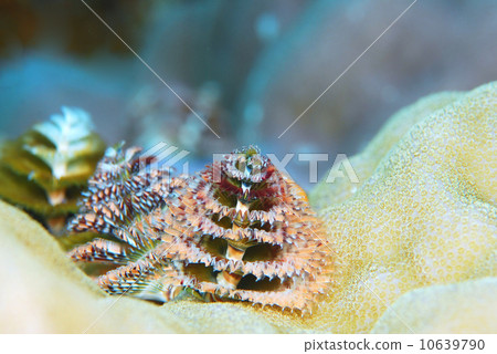 大旋鰓蟲 大旋鰓蟲 10639790