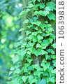 Ivy 10639818