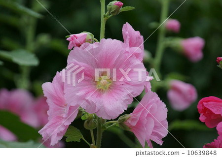 Aoiho Tachiaoi pink color of middle ring 10639848