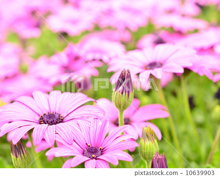 紫色野菊花盛開的紫色菊花（粉紅色媽媽） 10639903