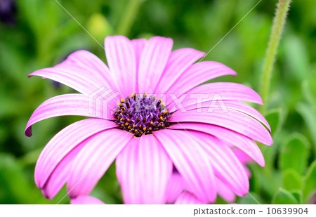 紫色野菊花盛開的紫色菊花（粉紅色媽媽） 10639904