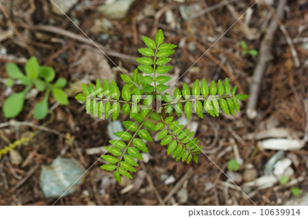 Sansho leaves 10639914