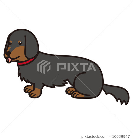 Dachshund  10639947