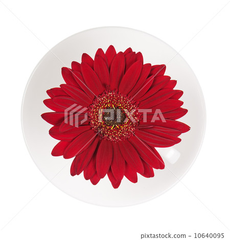 Red gerbera flower in cup and saucer isolated on white backgroun 10640095