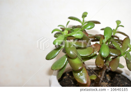 金樹 金樹 10640185