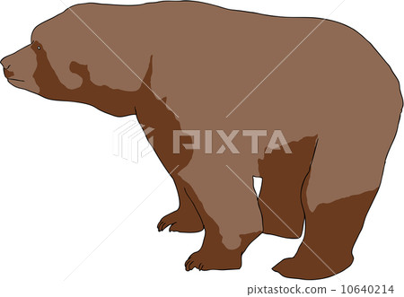 Wild brown bear Wild brown bear 10640214