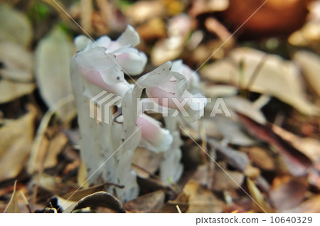 Ginko Ginko 10640329