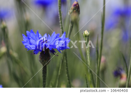 矢車菊 10640408