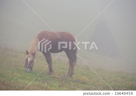 horse horse 10640459
