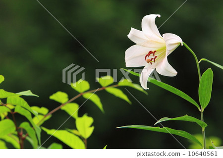 莎莎尤里 10640561