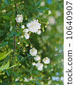 White mockholough 10640907