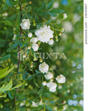 White mockholough 10640907